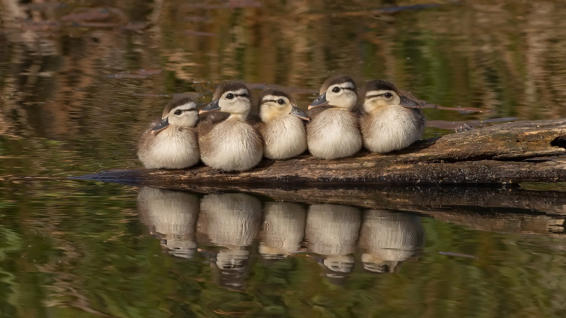 开云app下载-伊普斯维奇城注重战术打法，力求突破，伊普斯维奇地图