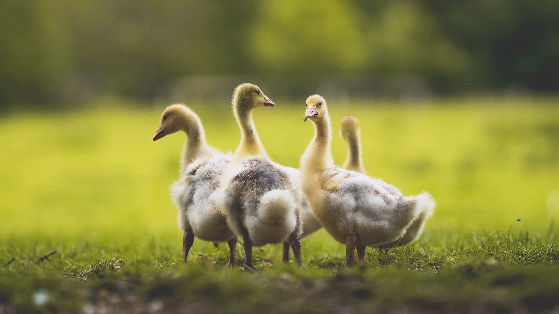 伊普斯维奇城注重战术打法,力求突破,伊普斯维奇地图