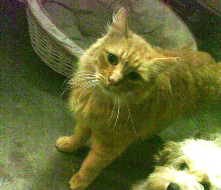 临场应变:天气突变带来的战术博弈,临场变化