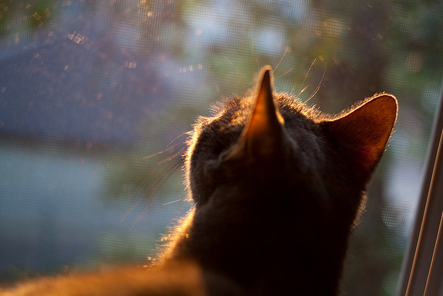 国际乒乓球公开赛,精彩对决引发热议,国际乒联乒乓球公开赛