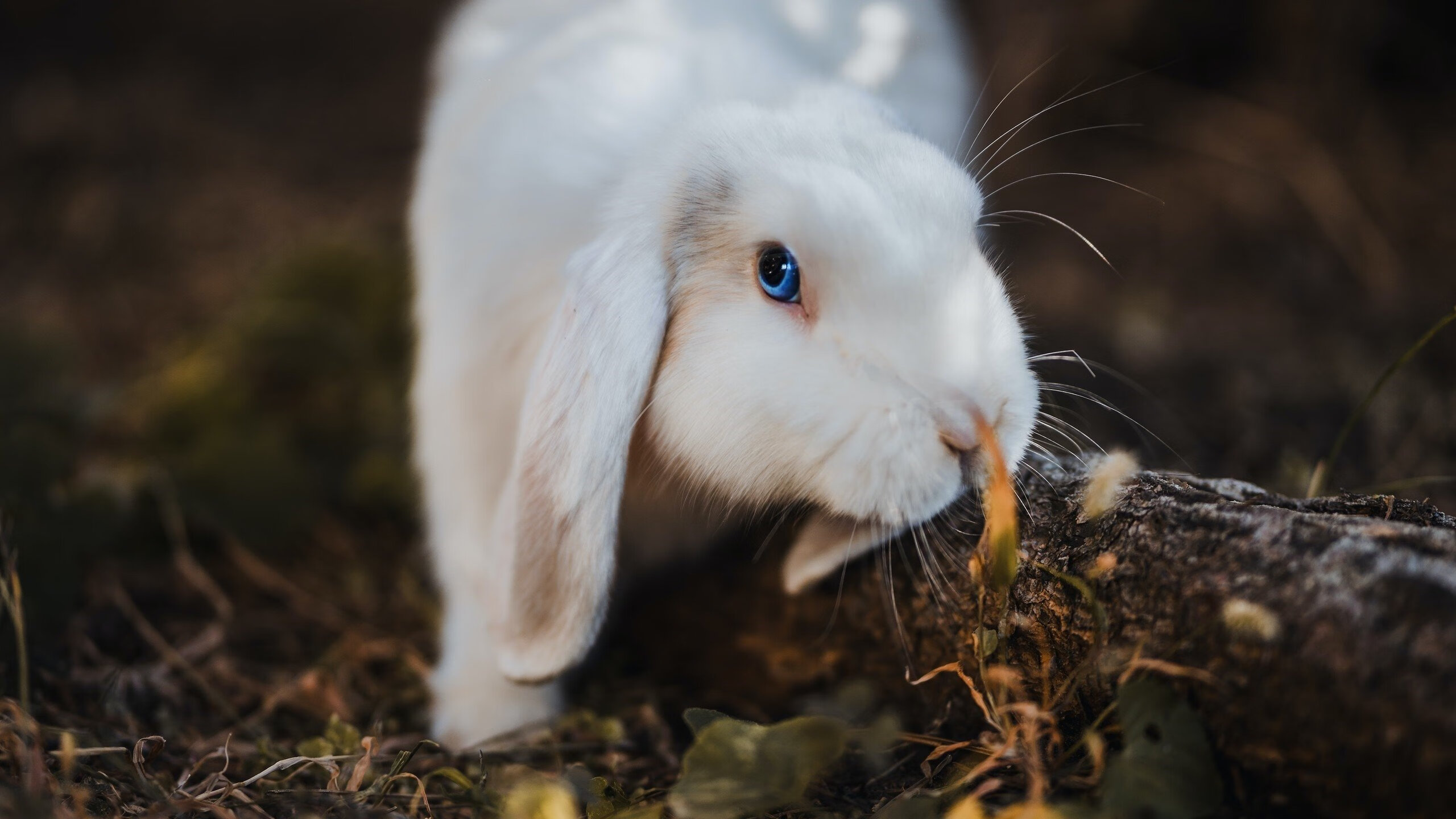 哥伦比亚骑手桑地亚哥·卡多纳在2024年巴黎奥运会盛装舞步比赛中取得第15名,创造历史最佳成绩。