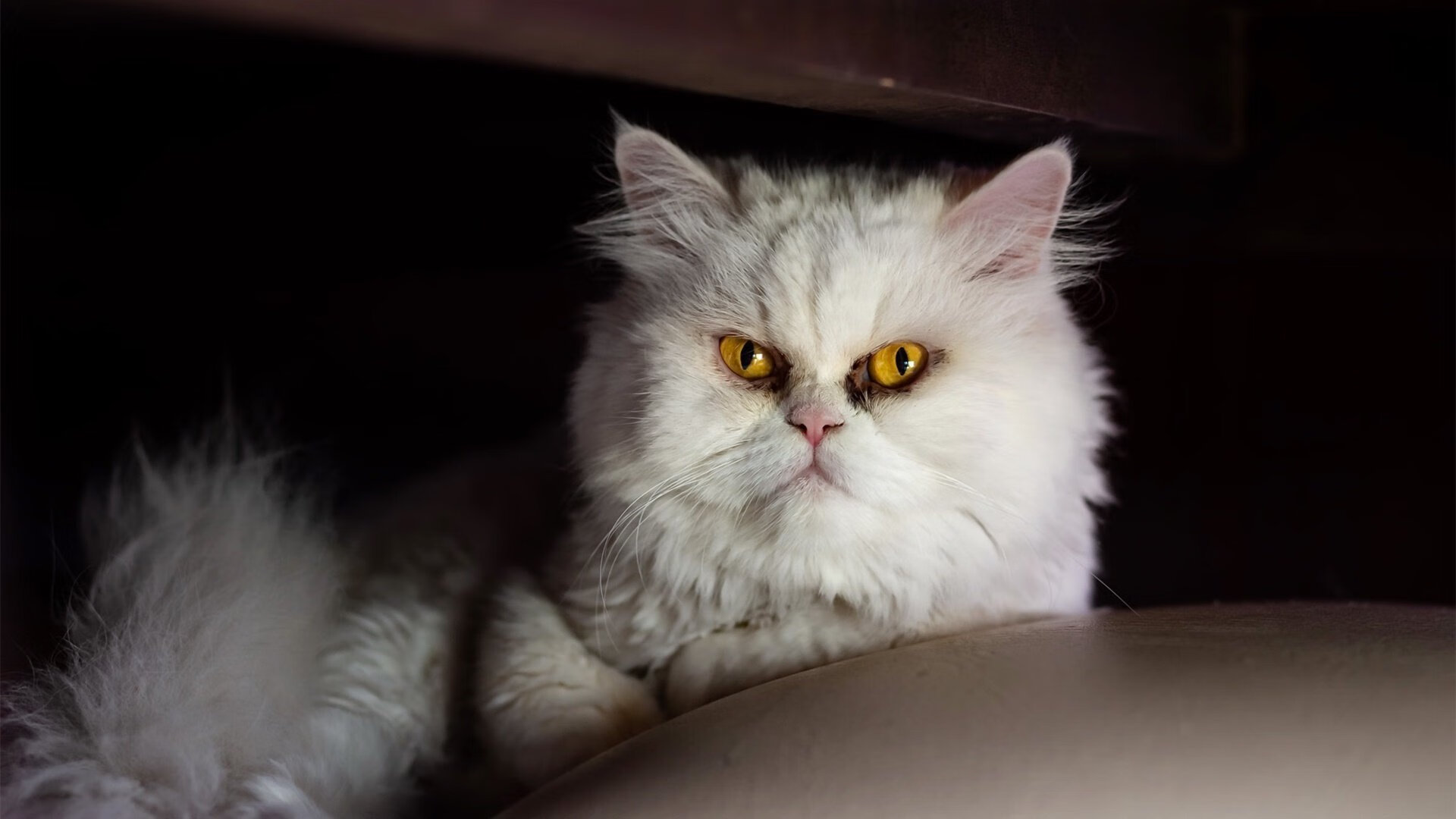 墨西哥男足在巴黎奥运会上展现出强大的团队协作能力,奥运会男足墨西哥vs巴西