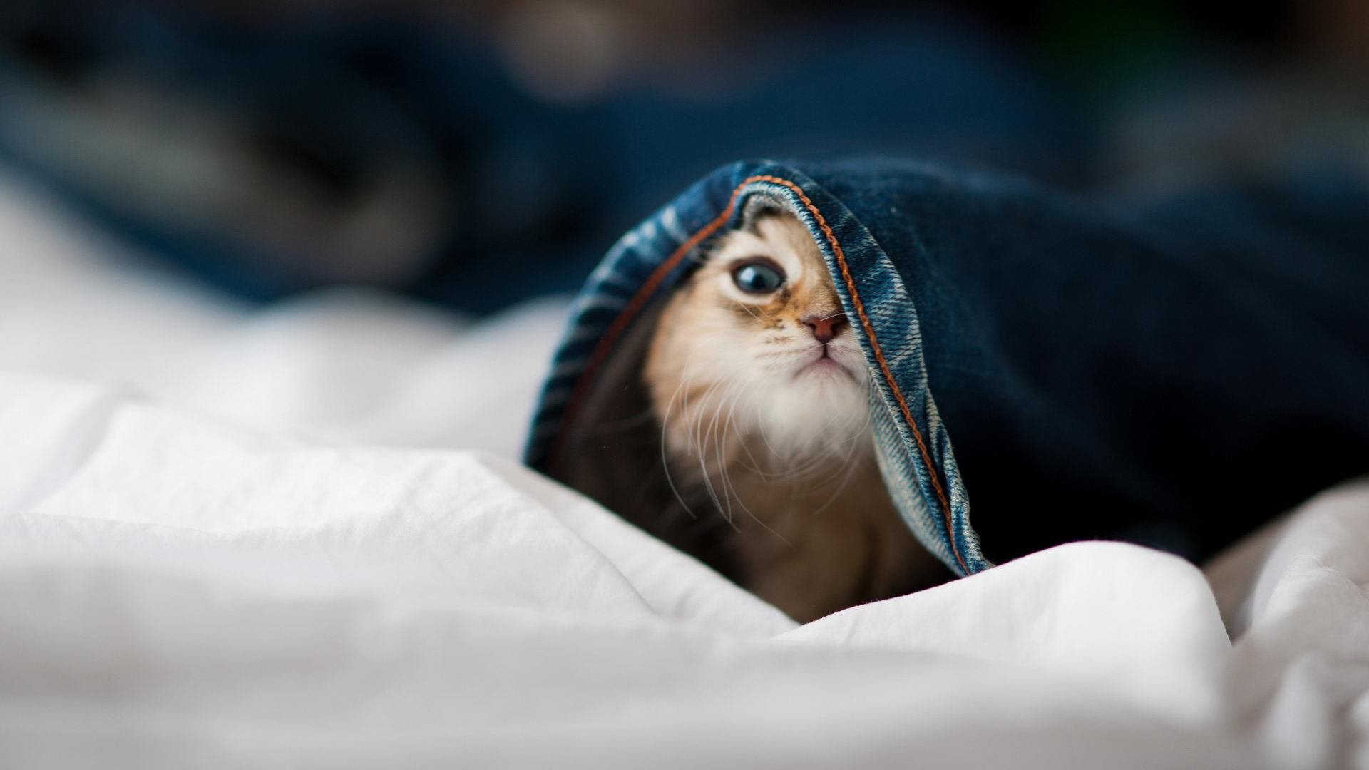 战术大师的指导:欧冠教练的“魔法”秘诀,欧冠战术分析