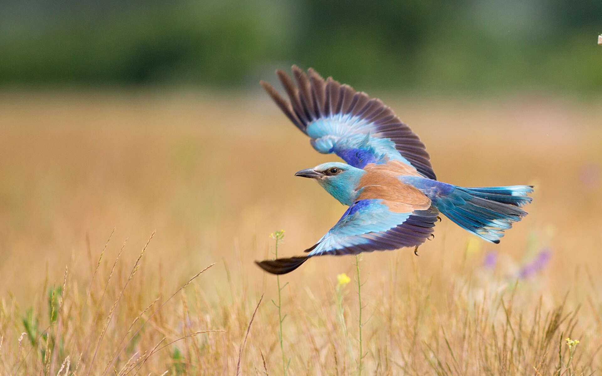 汉诺威队员关键进球助力，迎来宝贵胜利，汉诺威结