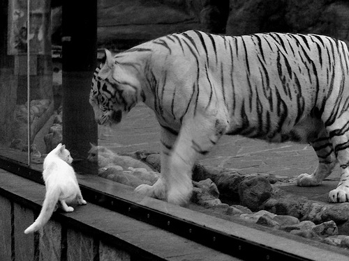 开云中国官网-特色足球文旅项目在全国多地落地，推动行业深度融合，足球特色学校文化手抄报