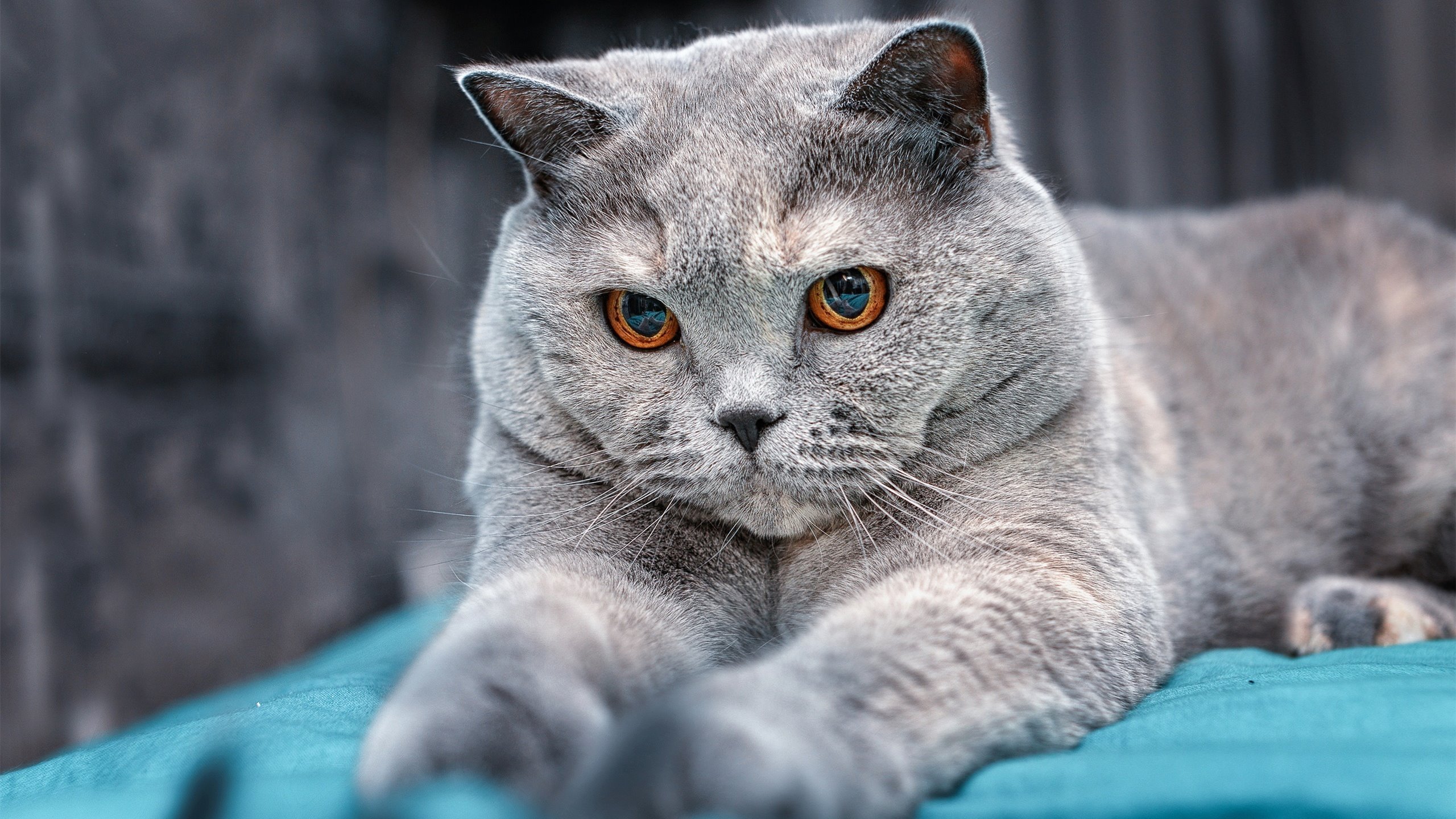 球迷热情:现场应援令人难忘的瞬间,球迷的热爱