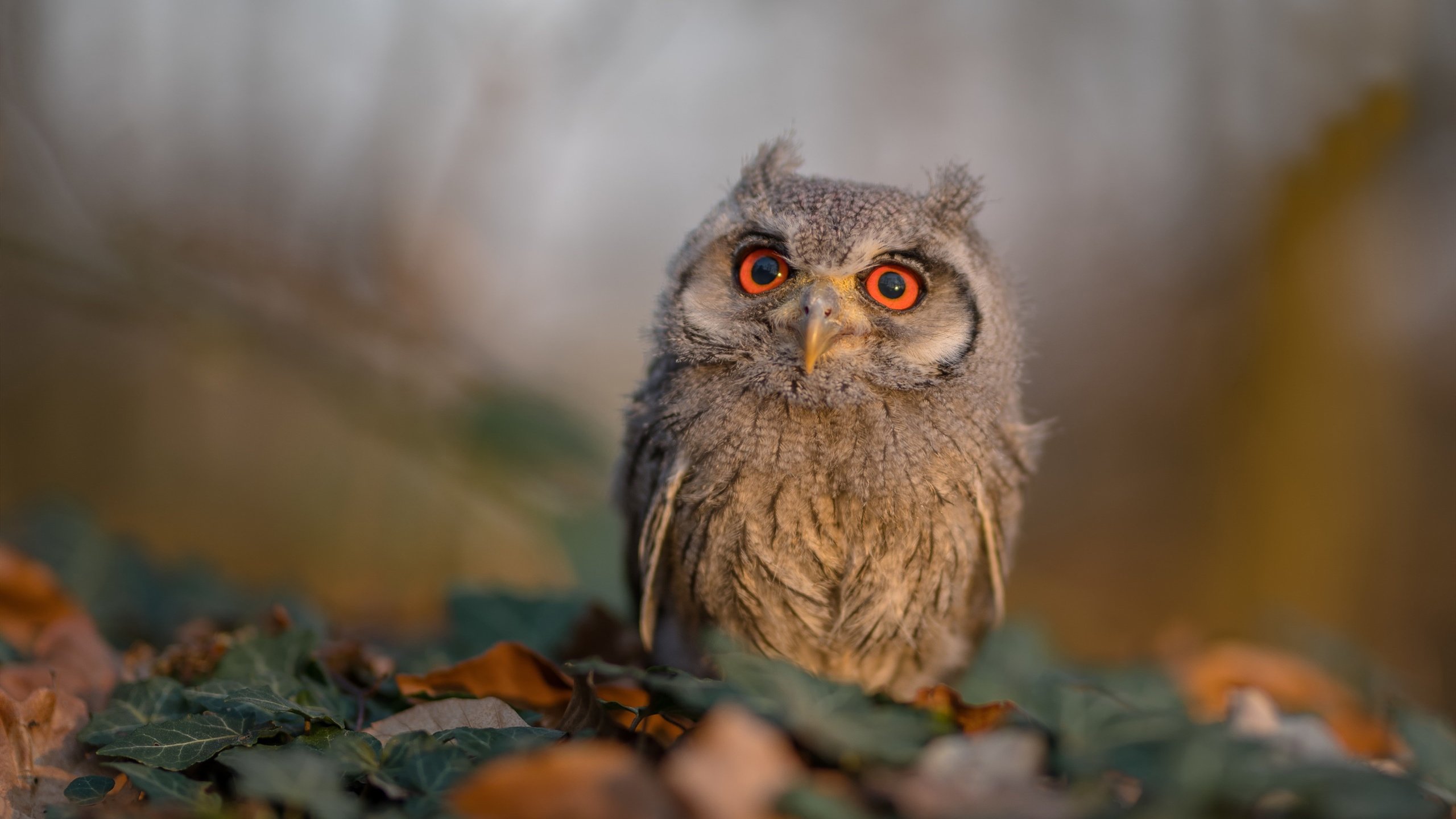 篮球教练员资格认证考试改革不断推进,篮球教练员证考什么内容