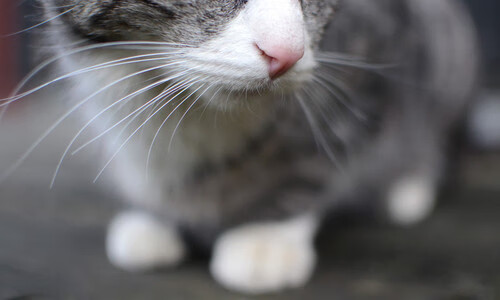 西甲“全能”门将，精彩扑救跃升比赛新高度，西甲门将号码规定