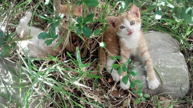 西班牙边锋突破连连,制造三次关键机会,西班牙边锋排行