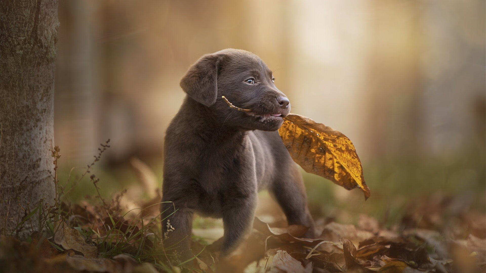 IG战队选手荣获“优秀体育道德风尚奖”