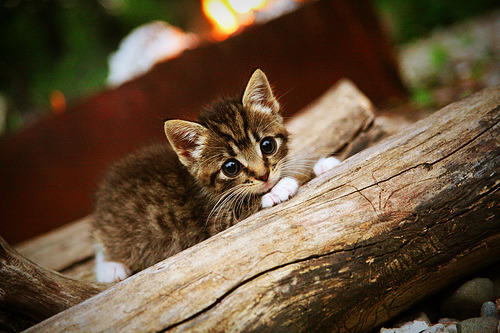 开云网页版-圣埃蒂安队客场挑战，需提高状态迎战，圣埃蒂安vs南特