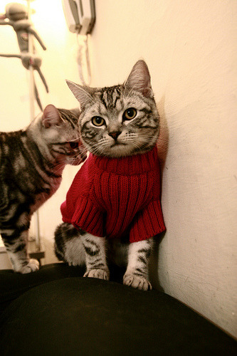 多特蒙德主场2-1逆转美因茨，艰难取胜，多特蒙德对美因茨聚胜顽球汇