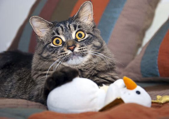 女足比赛中,中国队员王某获得最佳射手奖,2021中国女足联赛最佳射手