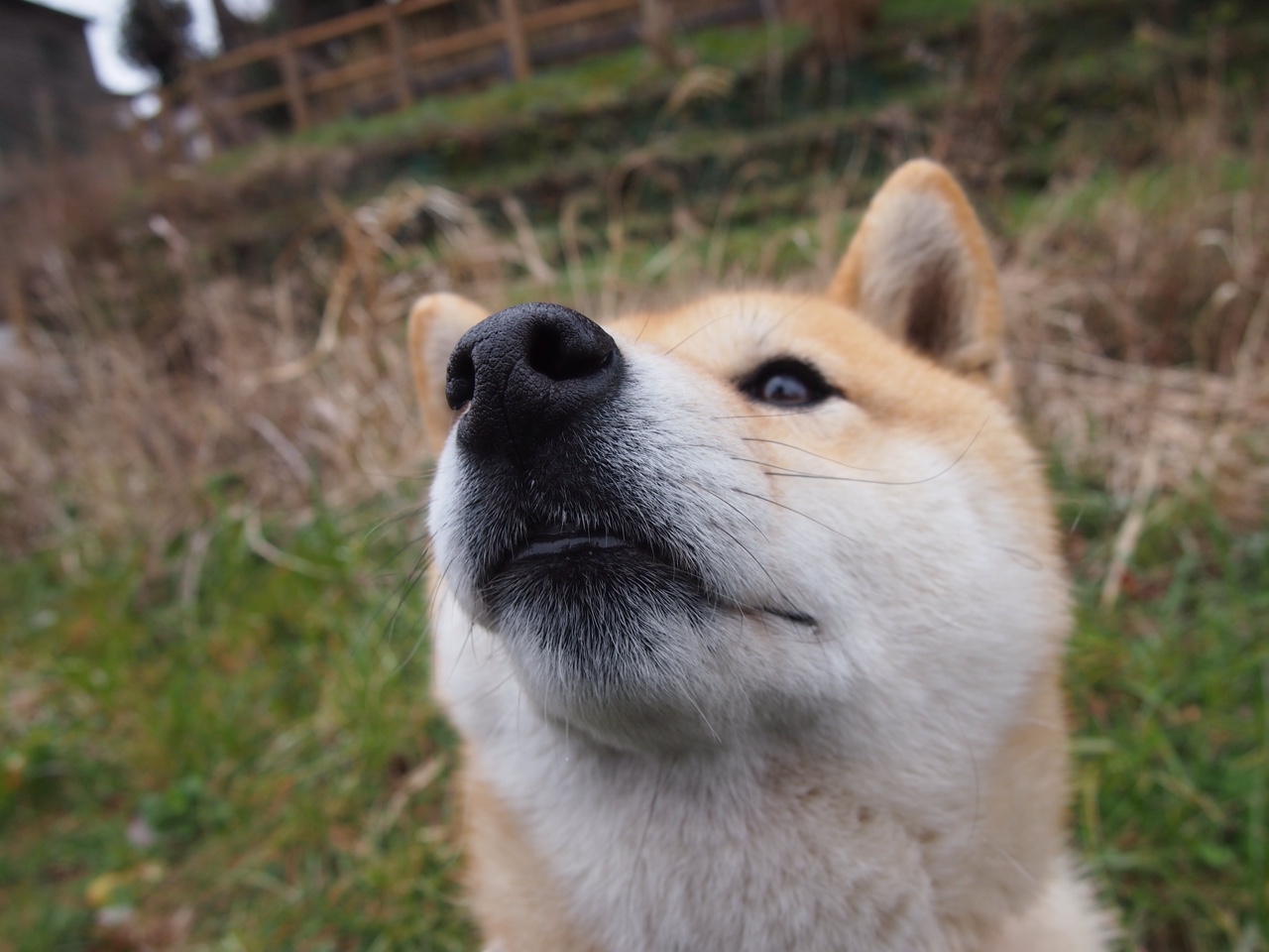 巴黎圣日耳曼不敌亚特兰大，悲情告别欧冠，巴黎圣日耳曼兰斯比分预测