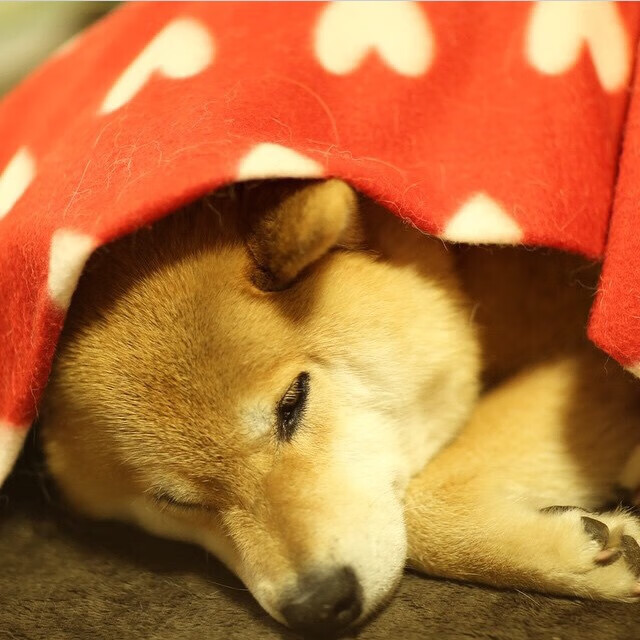 CBA球队注重数据分析助力战术制定，cba 分析