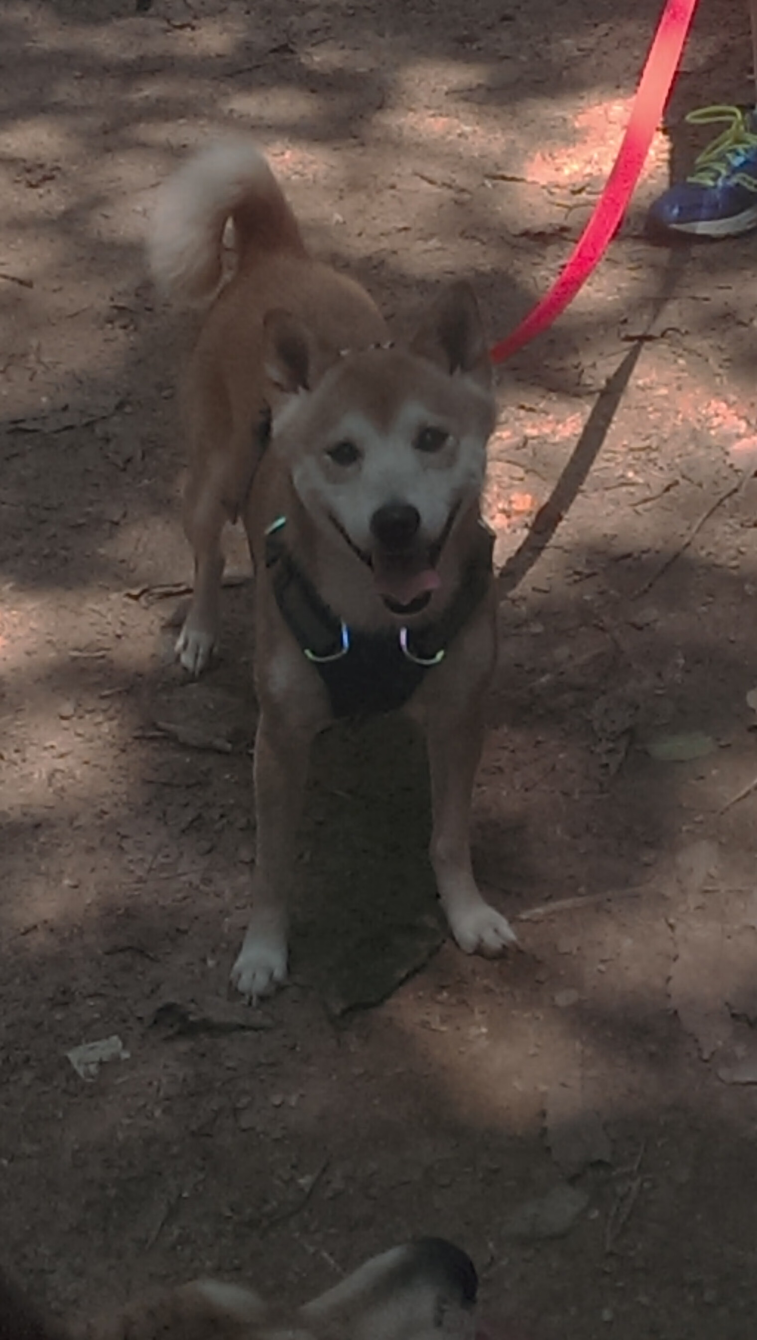 亚特兰大高频进攻打乱对手防线部署,亚特兰大战术体系