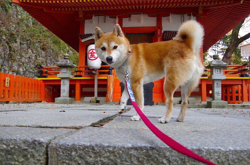国际乒联混合团体世界杯:罗马尼亚队如何应对国际大赛压力,罗马尼亚乒乓球运动员男